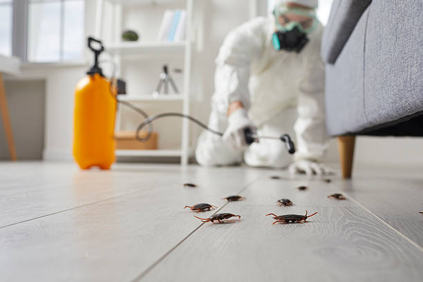 Commercial Rodent Management in Blanco